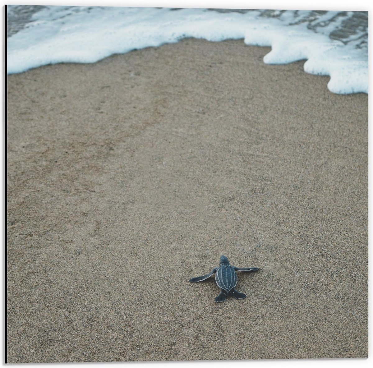 Dibond - Baby Schildpad op het Strand - 50x50cm Foto op Aluminium (Met Ophangsysteem)