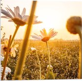 Acrylglas - Witte Bloemetjes in Zonnig Grasveld - 50x50cm Foto op Acrylglas (Wanddecoratie op Acrylglas)