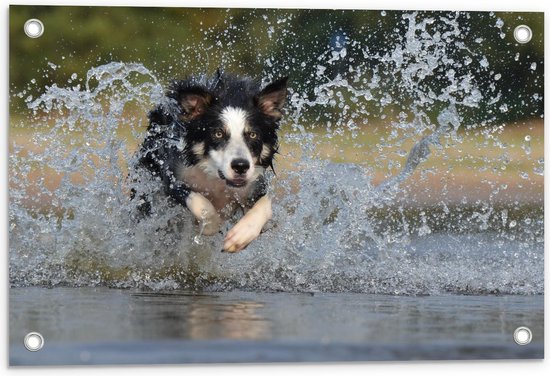 Tuinposter – Hond Springend in Water - 60x40cm Foto op Tuinposter  (wanddecoratie voor buiten en binnen)