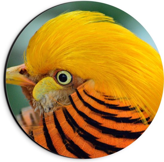 Dibond Wandcirkel - Gele Vogel met Oranje Veren - Foto op Aluminium Wandcirkel (met ophangsysteem)