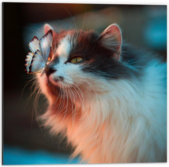 Dibond - Vlinder op Neus van Kat  - 50x50cm Foto op Aluminium (Met Ophangsysteem)