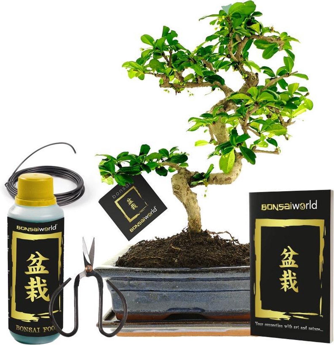 Bonsaiworld Bonsai Boom XL - 6-Delige Set - 12 jaar oud - 30-35 cm
