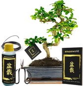 Bonsaiworld Bonsai Boom XL - 6-Delige Set - 12 jaar oud - ↕️ 30-35 cm