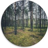 Dibond Wandcirkel - Bomen in het Bos - 50x50cm Foto op Aluminium Wandcirkel (met ophangsysteem)