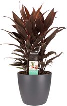 Cordyline Tango Toef met Elho brussels antracite