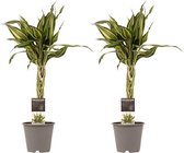 Duo 2 x Dracaena Sandriana victory