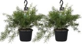 Kamerplanten van Botanicly – 2 × Sicklethorn – Hoogte: 40 cm – Asparagus Densiflorus Sprengeri