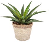 Cactus van Botanicly – Mangave Pineapple Express in bamboe pot Jakarta  als set – Hoogte: 15 cm