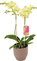 Orchidee van Botanicly – Orchidee in Zandkleurige keramiek pot 'Eline' als set – Hoogte: 50 cm, 2 takken – Phalaenopsis Multiflora Green Pixie