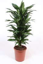 Kamerplant van Botanicly – Drakenboom – Hoogte: 130 cm – Dracaena fragr. Janet Lind