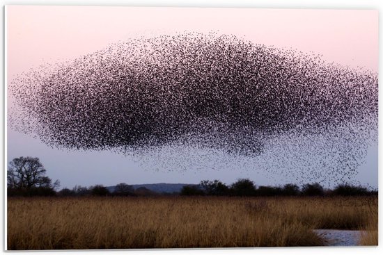 Forex - Groep Vogels boven Weide - 60x40cm Foto op Forex