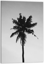 Dibond - Silhouet Palmboom in de Lucht - 60x90cm Foto op Aluminium (Wanddecoratie van metaal)