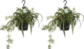 Duo Chlorophytum comosum 'Bonnie'