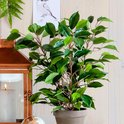 Een groene Ficus Natsja kunstplant in een grijze pot, deel van een decoratie met lantaarn.