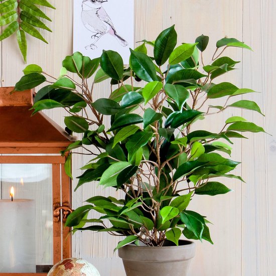 Een groene Ficus Natsja kunstplant in een grijze pot, deel van een decoratie met lantaarn.