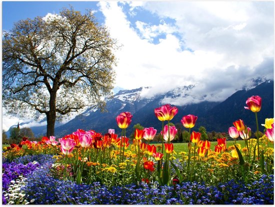 Affiche - Champ de tulipes magiques au grand arbre et aux Montagnes - Photo 40x30cm sur papier affiche