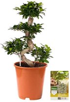 Pokon Powerplanten Ficus Bonsai 70 cm ↕ - Kamerplanten - Planten voor Binnen - Chinese Vijg - met Plantenvoeding / Vochtmeter