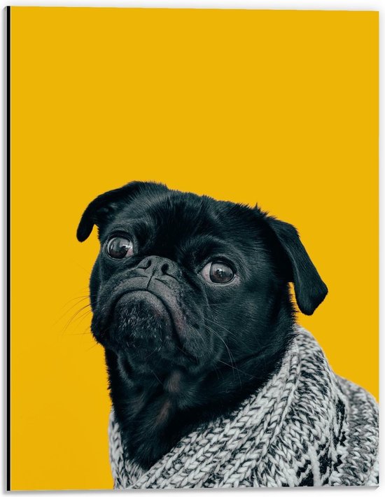 Dibond - Zwarte Pug met Gebreid Vest op Gele Achtergrond - 30x40cm Foto op Aluminium (Met Ophangsysteem)