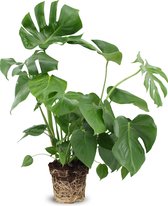 We Love Plants - Monstera Deliciosa - 65 cm hoog - Gatenplant