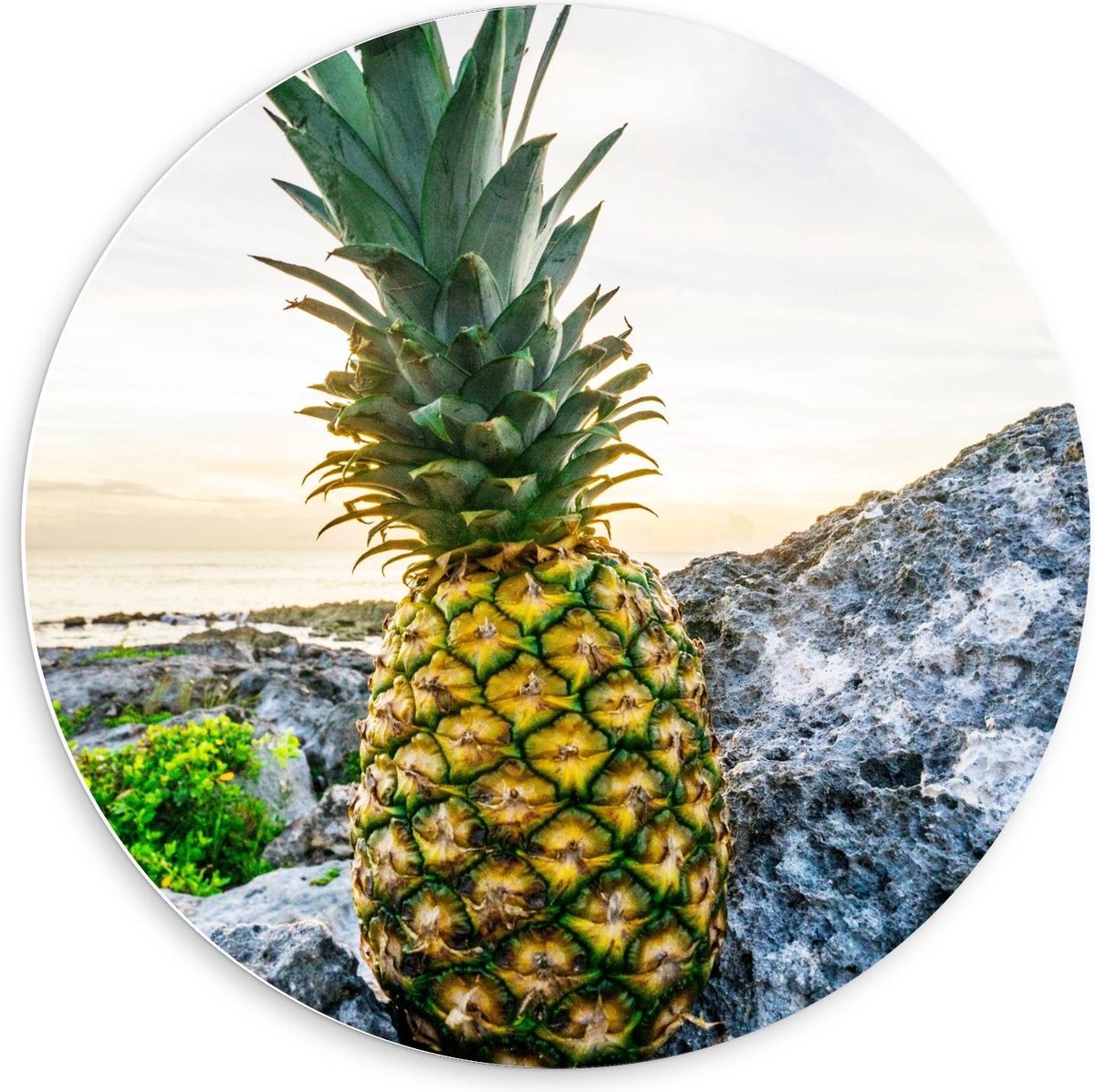 Forex Wandcirkel - Gele Ananas op Rotsen - 60x60cm Foto op Wandcirkel (met ophangsysteem)