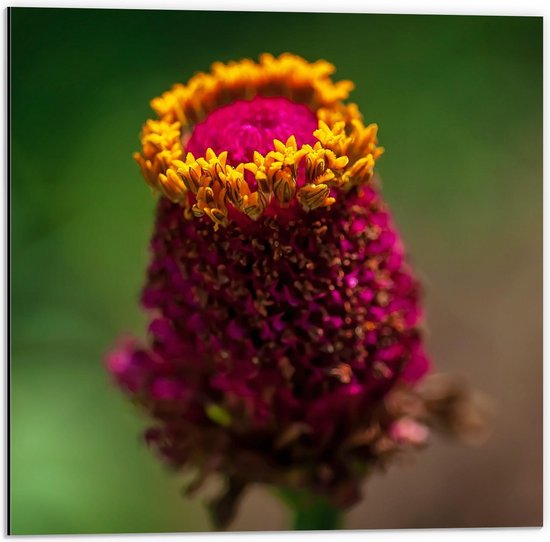 Dibond - Roze Bloem met Geel - 50x50cm Foto op Aluminium (Met Ophangsysteem)