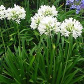 50 x Agapanthus africanus 'Albus' - Tuberoos - Afrikaanse Lelie in 9x9cm pot met hoogte 5-10cm