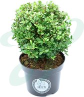 12 x Bolvormige Ilex crenata 'Dark Green' - Japanse Hulst in C2 pot