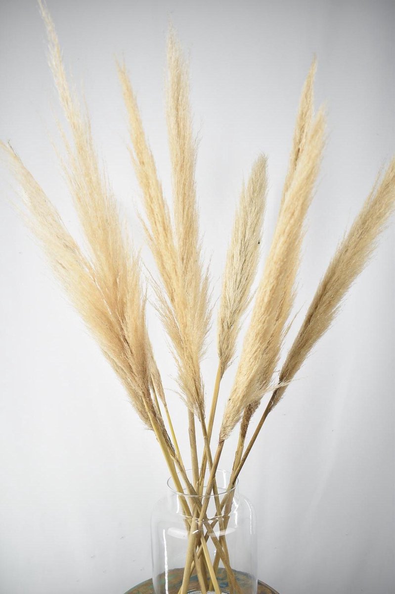Droogbloemen - Pampas Pluimen - 10 stuks - Natuurlijk Bloemen - 75 cm -