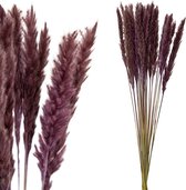 Pampas gras ( bosje)