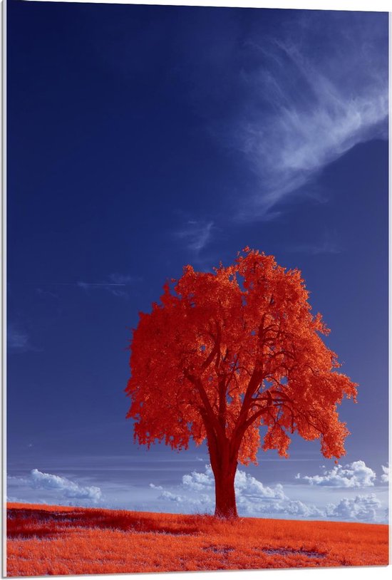 Acrylglas - Rood Landschap met Boom - 60x90cm Foto op Acrylglas (Met Ophangsysteem)