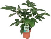Groene plant – Vingersboom (Schefflera) – Hoogte: 75 cm – van Botanicly