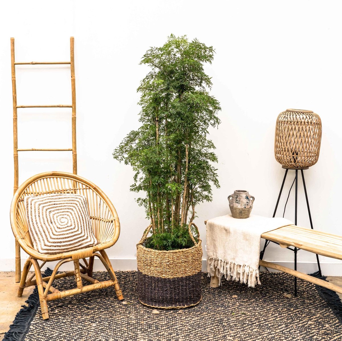 BOTANICLY Groene plant – Polyscias (Polyscias Ming) – Hoogte: 140 cm – van