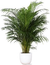 Goudpalm – Goudspalm (Dypsis Lutescens Areca palm) met bloempot – Hoogte: 155 cm – van Botanicly