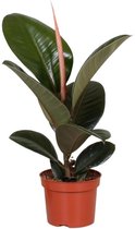 Groene plant – Rubberboom (Ficus Elastica Robusta) – Hoogte: 35 cm – van Botanicly