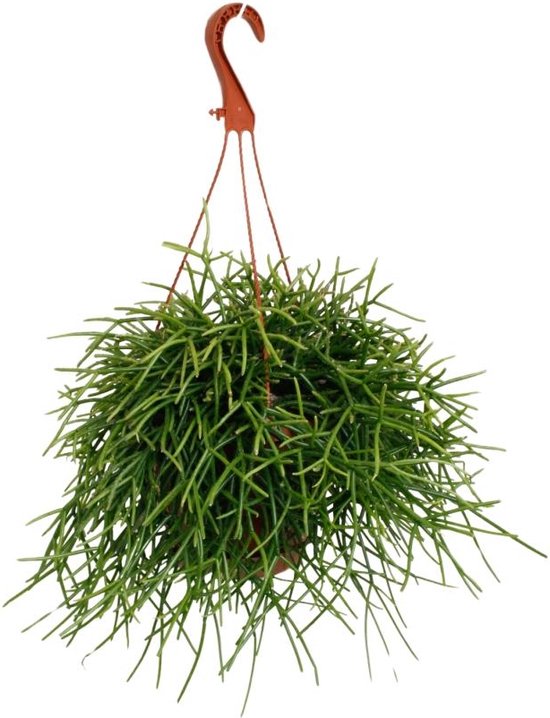 Hobby 37018 - Cactus Artificiel Désert D'Atacama 7cm