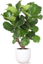 Groene plant – Vioolplant (Ficus Lyrata) met bloempot – Hoogte: 105 cm – van Botanicly