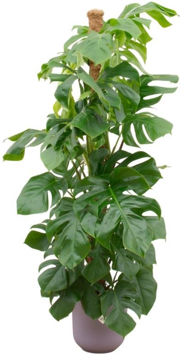 Combi deal - Monstera Pertusum XL inclusief elho Jazz Round lila Ø26 - 150 cm