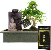 vdvelde.com - Bonsai Boompje - Boeddha Waterval Set - 10 jaar oud - Hoogte 30-35 cm