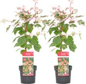 Plant in a Box - Acer conspicuum 'Red Flamingo' - Japanse Esdoorn - Set van 2 - Winterhard - Slangenhuidesdoorn - Pot 19cm - Hoogte 50-60cm
