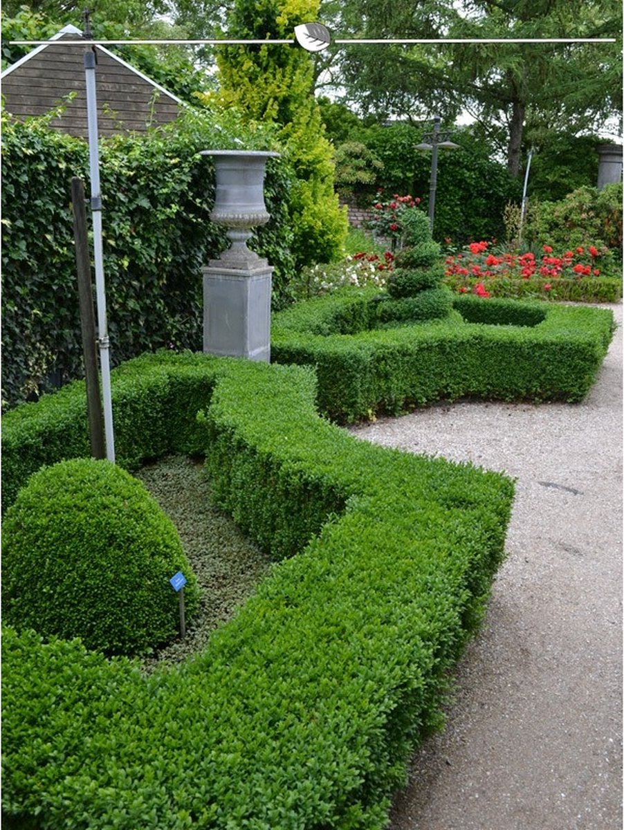Buxus sempervirens 25-30 cm Blote wortel, 1500x Haagplant