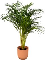 Trendyplants - Areca palm - ↨130cm - Ø24cm inclusief elho Vibes Fold Round roze Ø30cm x ↨27cm