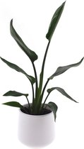 Intenz | Strelitzia | Paradijsvogelplant | 35cm | keramieken pot 12cm | Jungle
