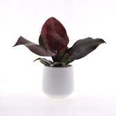 Philodendron | Lumière du soleil | 30 cm | pot en céramique 12cm | Jungle