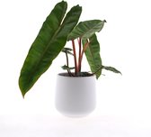 Intenz | Philodendron | Billietiae | 30cm | keramieken pot 12cm | Jungle