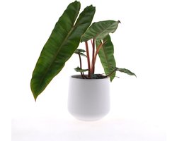 Intenz | Philodendron | Billietiae | 30cm | keramieken pot 12cm | Jungle