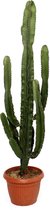 Cactus – Kerstster (Euphorbia Erytrea) met bloempot – Hoogte: 145 cm – van Botanicly