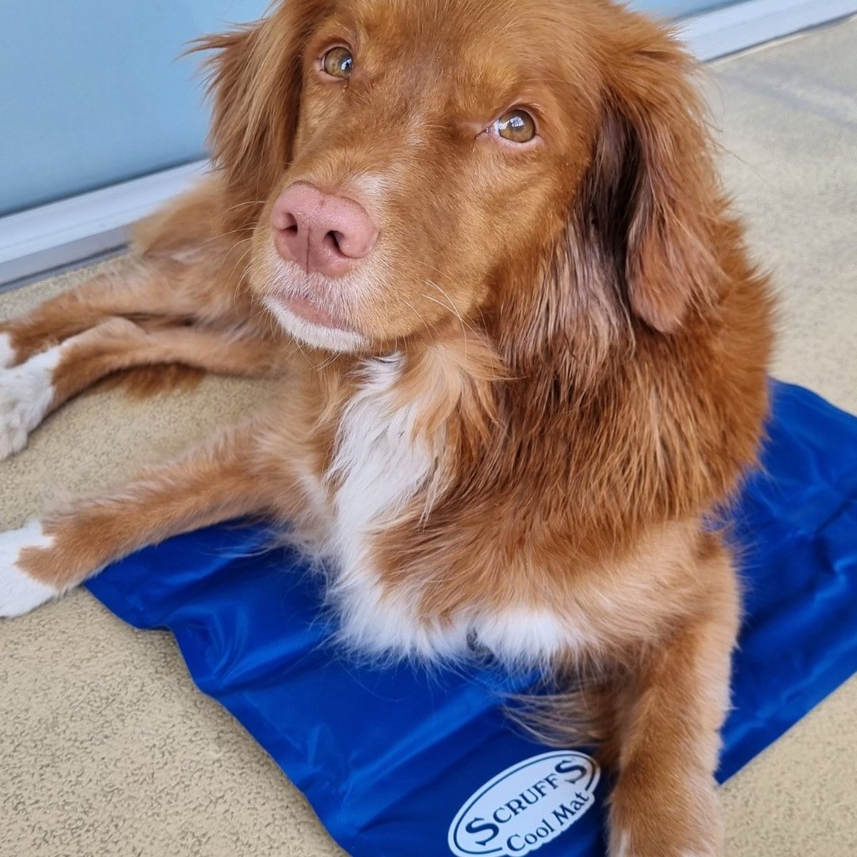 Scruffs Cooling Mat - Koelmat met zelfkoelende gel voor honden en