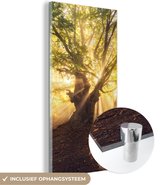 MuchoWow® Glasschilderij 20x40 cm - Schilderij acrylglas - Boom - Bos - Zon - Foto op glas - Schilderijen