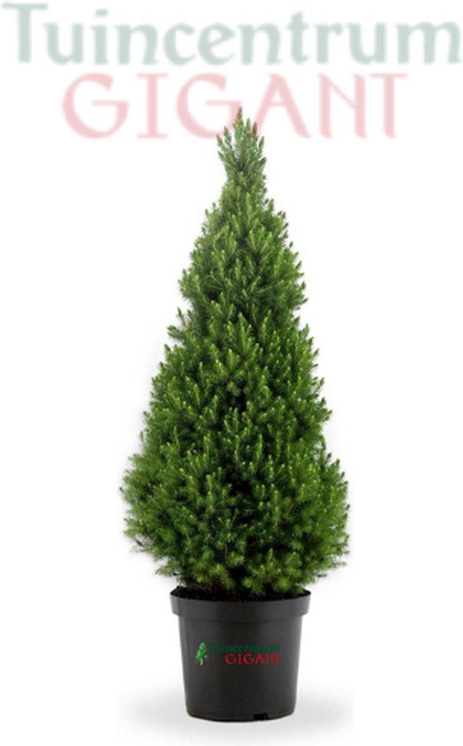 Echte kerstboom Picea Glauca Conica 60cm mini kerstboom in pot