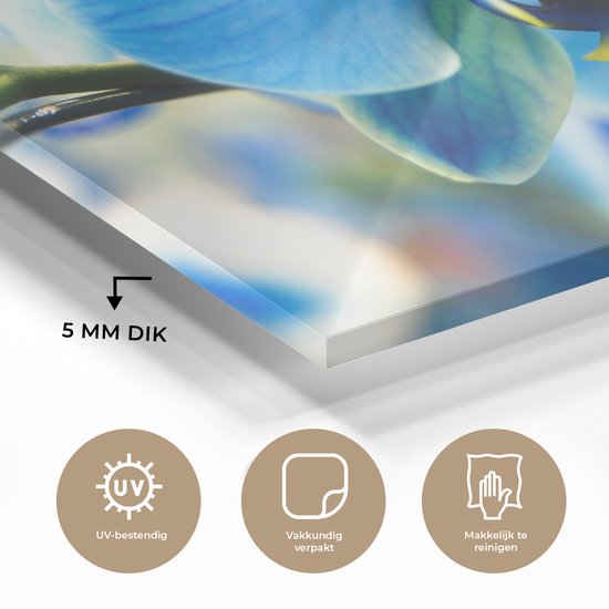 Peinture sur verre - Gros plan d'une orchidée bleue avec un arrière-plan flou - 180x120 cm - Peintures sur Verre Peintures - Photo sur Glas